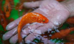 Tết ông Công ông Táo 2024: 'Mẹo vàng' thả cá chép cho cả năm thuận lợi, nhiều may mắn