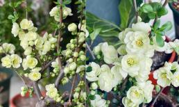 Hoa mai xanh độc lạ được săn lùng dịp Tết Nguyên Đán 2024, giá lại 'mềm' hơn mai vàng 