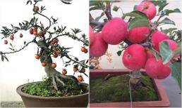 'Trồng 5 cây cảnh ra quả này trước sân, con cháu giàu có ba đời', lời người xưa nói giờ có đúng?