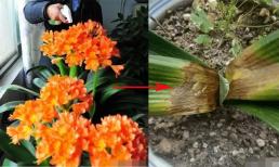 7 loại hoa đẹp nhưng nhớ đừng phun nước quá nhiều vào mùa đông, càng phun càng xấu, lá thối và chết, cong vênh