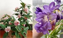 4 loại hoa có mùi thơm như nước xịt phòng, đặt trong nhà vừa sang vừa thanh lọc không khí, rước ngay về một chậu