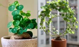 Có một loại cây bonsai thu hút tài lộc đang được săn lùng trong Tết Giáp Thìn 2024 