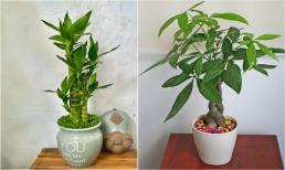 Tết Nguyên đán này, đặt 1 trong 6 cây lên ban thờ để cả năm may mắn, làm gì cũng thuận buồm xuôi gió