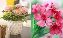 Nếu có trẻ nhỏ ở nhà, bạn không nên trồng những loại hoa này, đặc biệt là loài thứ nhất