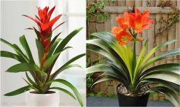 Ngày Tết, hãy mang 8 loại hoa 'giao thừa' này về nhà, năm mới 2024 thịnh vượng, gia đình bình an, vạn sự như ý