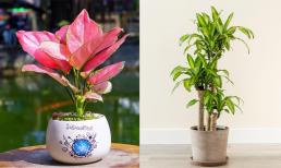 7 loại cây hút lộc Tết Nguyên đán 2024, tiền tài phơi phới, sự nghiệp thăng hoa, cửa nhà yên ấm