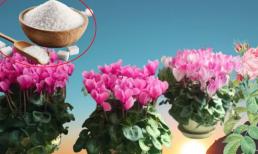 Đầu xuân năm mới nhớ tưới những gia vị này vào chậu hoa cây cảnh, hoa rực rỡ, lá tươi xanh, tài lộc ngút ngàn