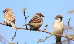 Có câu nói dân dã: “Hai con chim bay vào cửa, dù bạn không giàu cũng vẫn vui”. Là loài chim gì? 