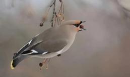 Top 5 loài vật say xỉn hơn con người: Số 2 rất phổ biến ở Việt Nam, số 5 phải đi cai nghiện rượu