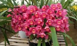 Đừng vội vứt 3 loại hoa Tết này, hãy giữ lại chăm sóc, nó sẽ tiếp tục nở vào năm sau 