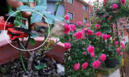 3 loại hoa nên “tỉa xuân”, nếu cắt tỉa đúng cách, ít nhất sẽ nở gấp đôi, đừng bỏ qua 