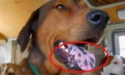 Hãy nhớ những bí quyết này và bạn sẽ chọn được một chú chó tốt