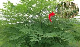 Có một loại rau sạch, không thuốc trừ sâu, giàu canxi gấp 5 lần canh xương, ra chợ gặp đừng tiếc tiền mua 