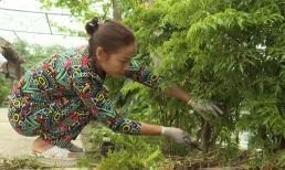 Đầu xuân muốn đón lộc, nên trồng cây đinh lăng, người thuộc mệnh nào hợp nhất? 