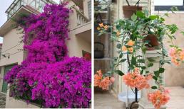 Hoa giấy trồng mãi không nở? Mách bạn 3 bước, nụ hoa đâm chồi, không mọc lá, hoa nở rộ