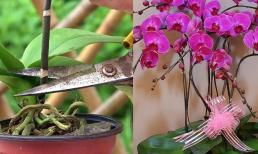 Đừng vứt hoa lan hồ điệp sau khi chơi Tết. Chỉ bạn cách đơn giản, sang năm nó lại nở hoa, đỡ tốn tiền mua chậu khác