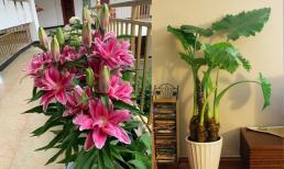 Có 6 loại hoa không thể trồng trong nhà, nếu trồng trong nhà sẽ tiềm ẩn một số nguy hiểm cho sức khoẻ