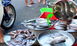 Đầu năm mua cá ăn cho đỡ ngấy, nếu thấy loại cá này rẻ mấy cũng đừng ham vì ngậm toàn thuỷ ngân