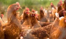 Tại sao lại nói: 'Nhà nghèo không nuôi gà, nhà giàu không nuôi cừu', điều này nghĩa là gì?