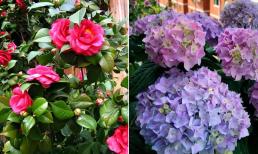7 loại hoa đẹp nhưng có chút 'lạ', đổ vài giọt nước này vào nửa tháng sẽ khiến lá mập mạp, hoa nở rộ