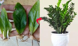 Đầu xuân chỉ cần dùng lá cắm xuống là có một chậu cây kim tiền xanh tốt, chỉ bạn cách làm chi tiết