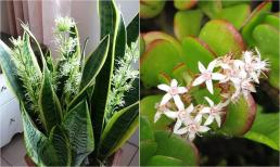 Tổ tiên dặn: 5 loại cây chục năm không ra hoa, nhưng một khi hoa đã nở là có ‘điềm’ giàu sang cho gia chủ