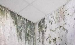 Mùa nồm, tường nhà bị nẩm mốc, khó lau chùi? Chia sẻ mẹo nhỏ, tường sạch bong trong ít phút