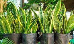 Cây lưỡi hổ rất thích uống 3 loại nước, uống xong cây đâm chồi nhiều hơn, thân và lá dày xanh hơn quanh năm