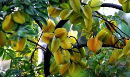 Người tuổi nào hợp trồng cây khế nhất? Nên trồng trước hay sau nhà thì đúng phong thủy? 