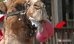 Những 'quả bóng hồng' phòi ra từ miệng lạc đà có tác dụng gì ? Sự thật khó tin 