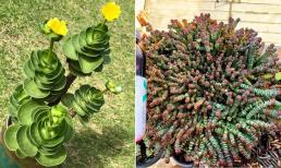 Đầu năm trồng 7 cây này, gia đình cả năm phát tài thịnh vượng, đâu đâu cũng thấy 'sặc mùi tiền'