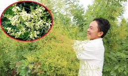 Mùa xuân là thời điểm vàng trồng loại cây bóng mát có hoa giá tới 180.000 đồng/kg