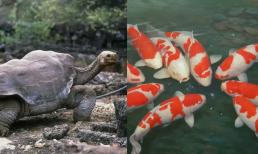 Xếp hạng động vật sống thọ nhất, thậm chí loài thứ 3 có thể sống tới 500 năm