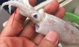 Mẹo chọn mực chuẩn tươi ngon như dân biển lâu năm, chỉ cần sờ vào râu mực 3 giây