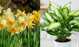 Qua Rằm tháng Giêng đừng trồng hoa này, có cũng phải nhổ bỏ vì 'hoa nở người héo' 