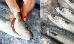 Cách chọn cá biển tươi, không chất độc hại: Ngư dân lâu năm chỉ cứ nhìn vào điểm này 