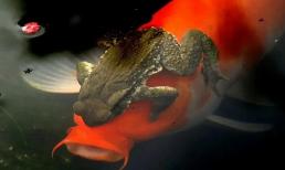 Sự thật về con cóc vàng ôm cá chép sẽ khiến bạn mở rộng tầm mắt! Tại sao hiện tượng này lại thường xảy ra? 