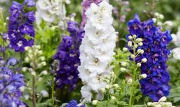 Hoa phi yến cực đẹp nhưng cũng cực độc, lưu ý đối với người yêu hoa để phi yến tươi lâu, không độc hại