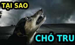 Chó sủa liên hồi trong đêm là điềm gì? 