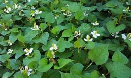 Loại rau chứa vitamin C gấp rưỡi quả cam, mọc đầy ở các bãi hoang, bờ ruộng, không những giúp giảm cân mà còn giải độc