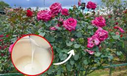 Để chậu hoa hồng rực rỡ quanh năm, bông to cánh dày, hoa trĩu trịt, chủ vườn lâu năm mách nhỏ bí quyết này 