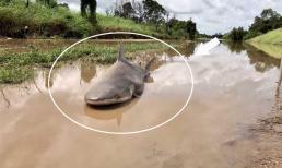 Cá nước ngọt không thể tồn tại trong nước biển, vậy sau khi nước sông chảy ra biển, số lượng lớn cá đã đi đâu? 