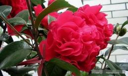 Hãy từ bỏ hoa hồng! Loài hoa này thanh lịch và quý phái, có hình dạng hoa độc đáo, có mùi thơm và dễ trồng!