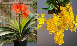 4 loại cây trong nhà không nên mang tặng người khác, đó là hành động tán lộc của chính mình