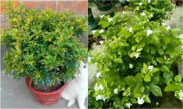 6 loại cây cảnh này hoa nở đầy chậu, thơm ngát đến hàng chục năm sau, càng trồng càng có giá trị