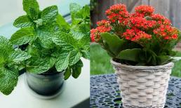 Năm 2024 rồi, cây cảnh đừng trồng 'bừa' nữa, đây là 7 loại vừa đẹp, vừa làm thuốc chữa bệnh