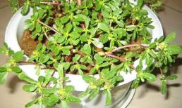 Nếu ăn rau sam, dù đàn ông và đàn bà ăn nhiều món này thì hôm sau đi tiêu phân đen, hết táo bón và tàn nhang, mặc quần giảm size trông thấy