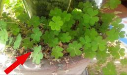 Vì sao không nên nhổ sạch cỏ dại trong chậu cây? Trồng cây cảnh lâu năm chắc gì bạn đã biết lý do