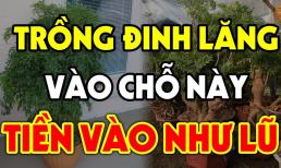 Cây đinh lăng nên trồng ở vị trí này để gia chủ xua đuổi vận xui, tài lộc lũ lượt kéo vào nhà