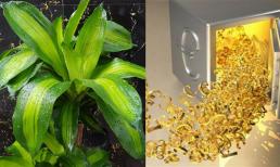 Cây thiết mộc lan tốt nhất nên trồng ở vị trí này giúp gia chủ hút lộc ầm ầm, lắm tiền nhiều của